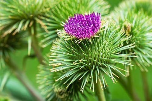 50 Samen Große Klette Arctium lappa Uralte Gemüsepflanze und Bienenweide für Naturgärten und Bauerngärten von Gardenox