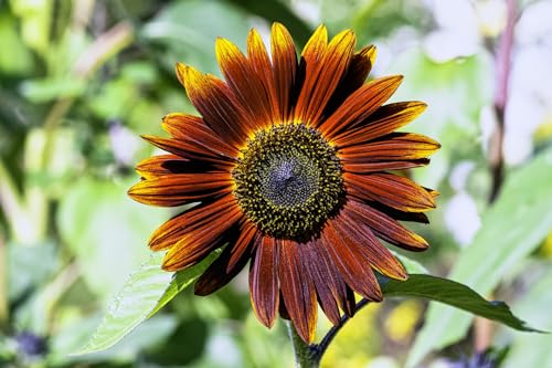 50 Samen Sonnenblume "Velvet Queen" Samtkönigin Sonnenblumensamen wundervolle rot-braune Blüten von Gardenox