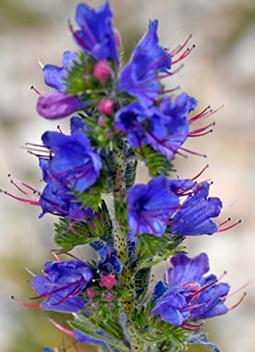 500 Natternkopf Samen - Echium vulgare - Winterharte 2-jährige Wildblume, beliebte Bienenweide und Schmetterlingsblume von Gardenox