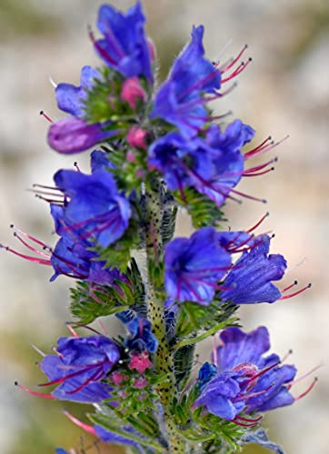 500 Natternkopf Samen - Echium vulgare - Winterharte 2-jährige Wildblume, beliebte Bienenweide und Schmetterlingsblume blau von Gardenox