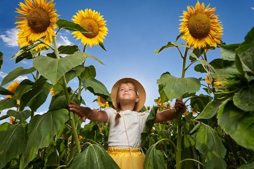 500 Samen Große Gelbe Sonnenblume Samen Helianthus annuus Hohe große gelbe Blüten, Bienenmagnet Sonnen Blumen von Gardenox