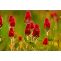 6000+ Samen Inkarnatklee Großpackung Blutklee Rosen Klee Trifolium Incarnatum von Gardenox