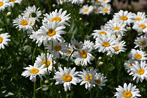 6000 + Samen Wiesen-Margerite Leucanthemum vulgare Wildblume Bienenmagnet Schmetterlinge Bienenblume von Gardenox