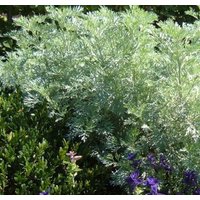 6000 Samen Absinth-Wermut Artemisia Absinthum 6000 Samen Absinth-Wermut Artemisia Absinthum von Gardenox