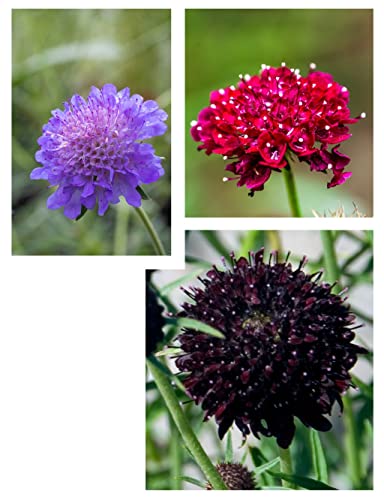 Blumensamen Set "Scabiosa Dreiklang" 3 Sorten Skabiosen Samen in Schwarz, Rot, Blau Skabiose als Schnittblume, im Land- und Bauerngarten von Gardenox