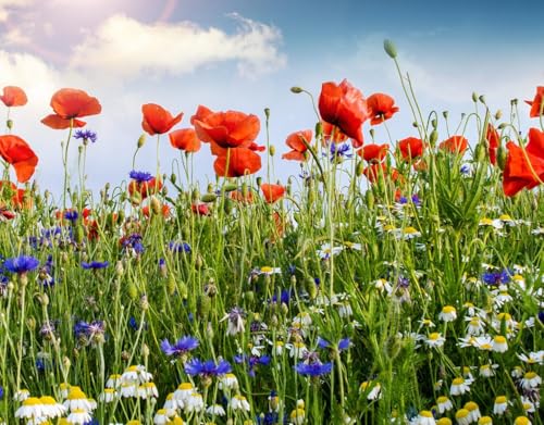 Bunte Wiese - 50 Gramm = 75-100 qm. Wildblumenmischung aus Blauen Kornblumen, Rotem Klatschmohn und Wiesen-Margeriten Sommer Blumen Wiesen Mischung Bienen Wildblumen von Gardenox