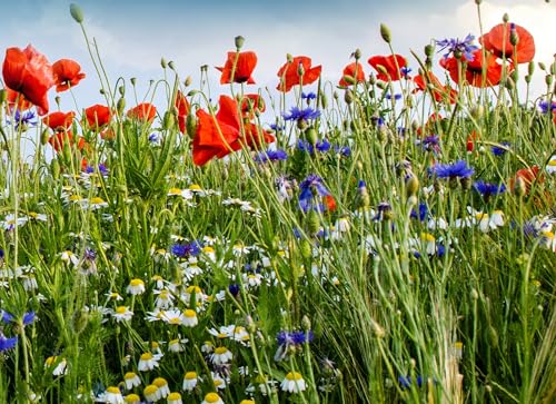 Bunte Wiese - Wildblumenmischung aus Blauen Kornblumen, Rotem Klatschmohn und Wiesen-Margeriten Sommer Blumen Wiesen Mischung Bienen Wildblumen von Gardenox