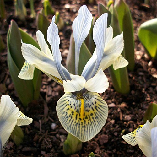20x Iris Katherine Hodgkin (Kleine Netzblatt Iris) Zwerg Iris Mehrjährig mit hellblauen Blüten von Gardens2you