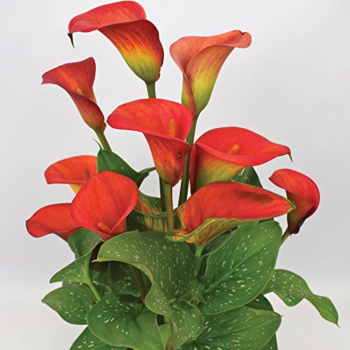 3x Knolle Calla Zantedeschia 'Red Alert' (Arum Lilie) Blumenzwiebe von Gardens2you