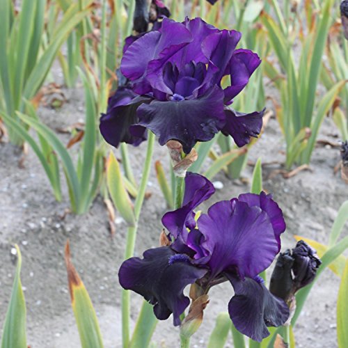 3x Schwertlilie Iris barbata 'Black Dragon' Rhizome Blumenzwiebeln von Gardens2you