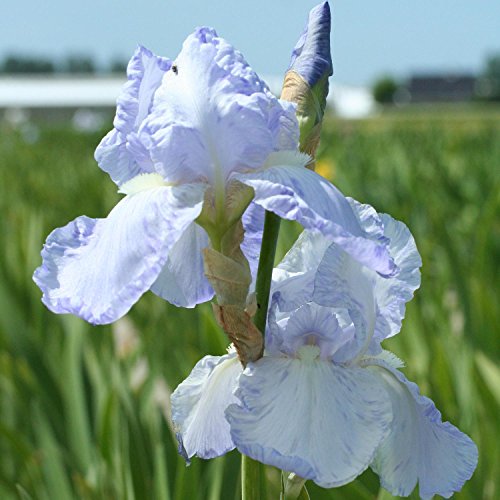 3x Schwertlilie Iris barbata 'Blue Sapphire' Rhizome Blumenzwiebeln von Gardens2you