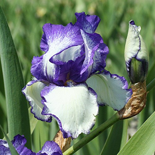 3x Schwertlilie Iris barbata 'Loop the Loop' Rhizome Blumenzwiebeln von Gardens2you