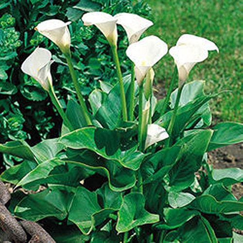 5x Zantedeschia Aethiopica/Calla Mehrjährige Blumenzwiebeln von Gardens2you