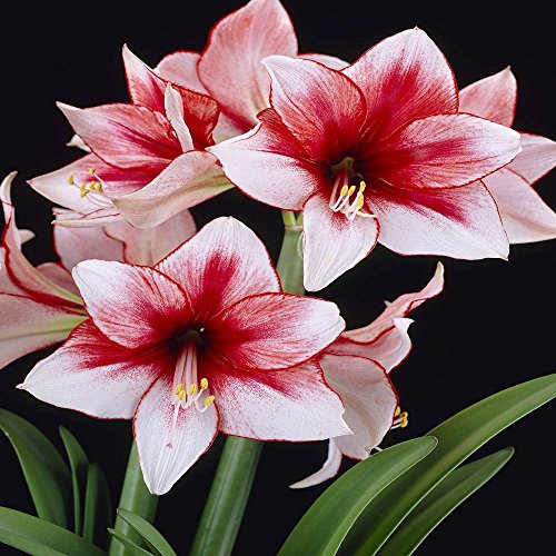 Hippeastrum Amaryllis Temptation – 1 Blumenzwiebeln von Gardens4you