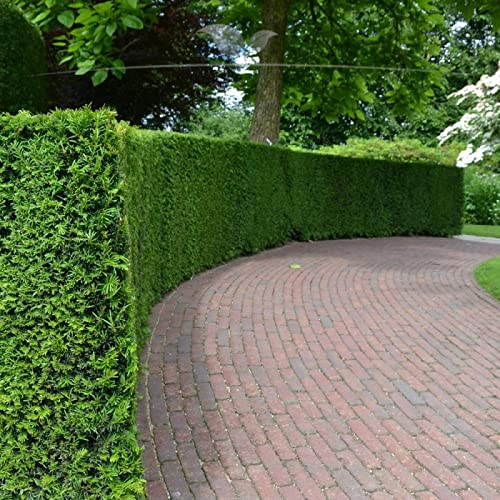 Gardline - Taxus baccata 140-160 cm. Angebot: 3-200 Eibe Pflanzen. Immergrün & Winterhart - 8 St. (ca. 3 Meter) von Gardline