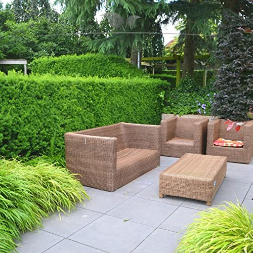 Gardline - Taxus media Hillii 40-50 cm IM TOPF. 10-200 Heckenpflanzen.Nicht-Fruchtende Eibe - 45 St. (ca. 10 Meter) von Gardline