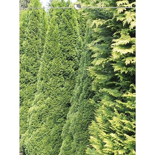 Lebensbaum Smaragd 160-180 cm. 10 Heckenpflanzen. Immergrüner Sichtschutz Zaun von Gardline