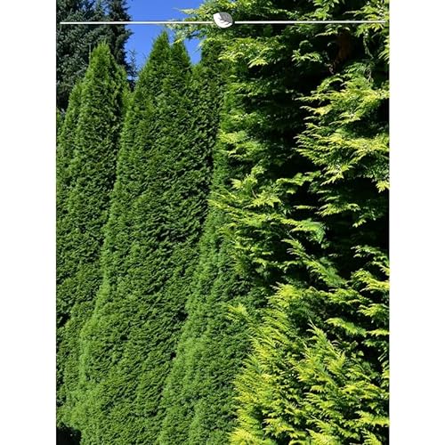 Lebensbaum Thuja Smaragd 120-140 cm. Angebot: 8 Heckenpflanzen. Thujahecke von Gardline