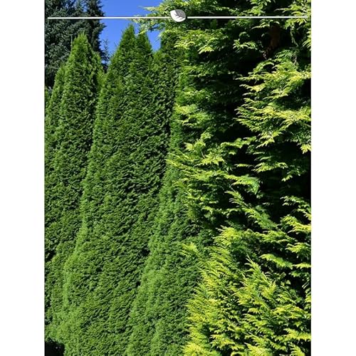 Lebensbaum Thuja Smaragd 120-140 cm. Angebot: 8 Heckenpflanzen. Thujahecke von Gardline
