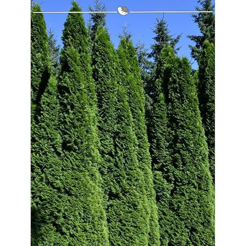Lebensbaum Thuja Smaragd 200-225 cm. 10 Thuja Pflanzen. Sichtschutz Hecke von Gardline