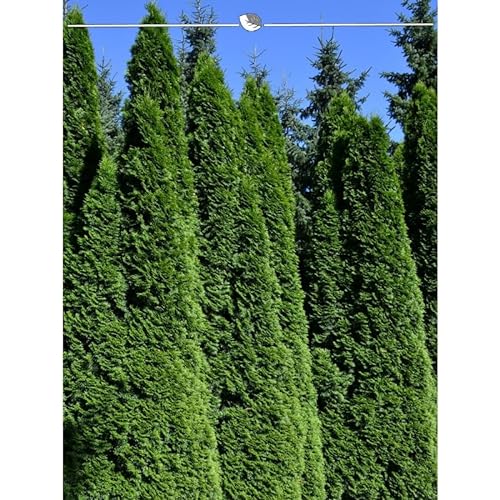 Lebensbaum Thuja Smaragd 200-225 cm. 3 Thuja Pflanzen. Sichtschutz Hecke von Gardline