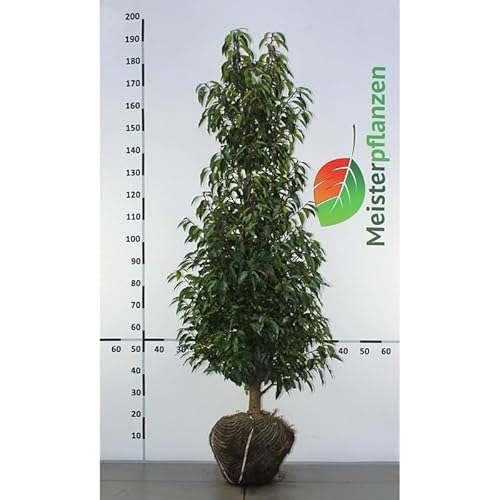Prunus Portugiesischer Kirschlorbeer 140-160 cm. 3 Heckenpflanzen. Immergrün von Gardline