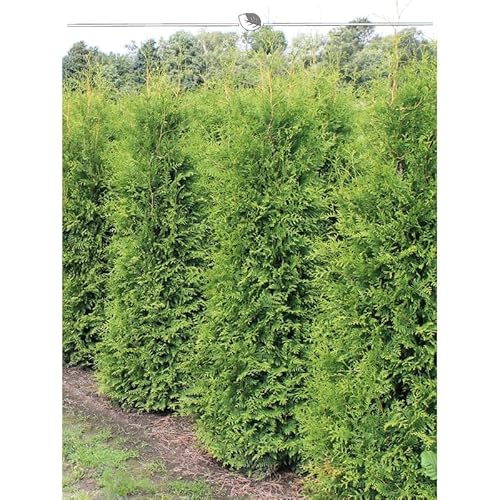 Thuja Brabant 180-200 cm. 5 Lebensbäume. Immergrün, Winterhart, Sichtschutz von Gardline