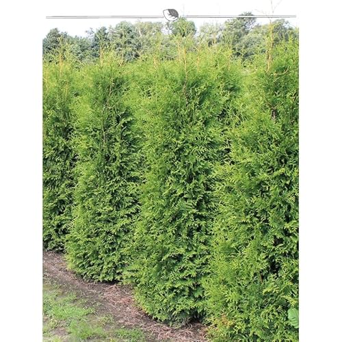 Thuja Brabant 180-200 cm. 8 Lebensbäume. Immergrün, Winterhart, Sichtschutz von Bubbacare