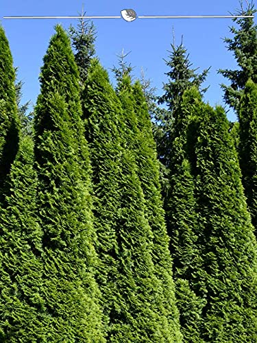 Thuja Smaragd 120-140 cm IM TOPF. 12x Pflanzen. Thuja Hecke = Sichtschutz Hecke von Gardline