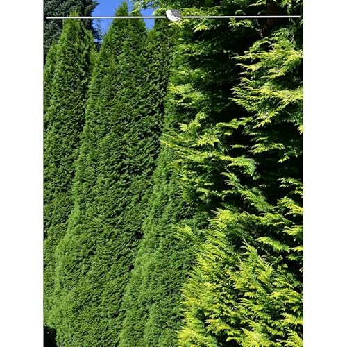 Thuja Smaragd 180-200 cm. 3 Lebensbäume. Immergrün, Winterhart, Sichtschutz von Gardline