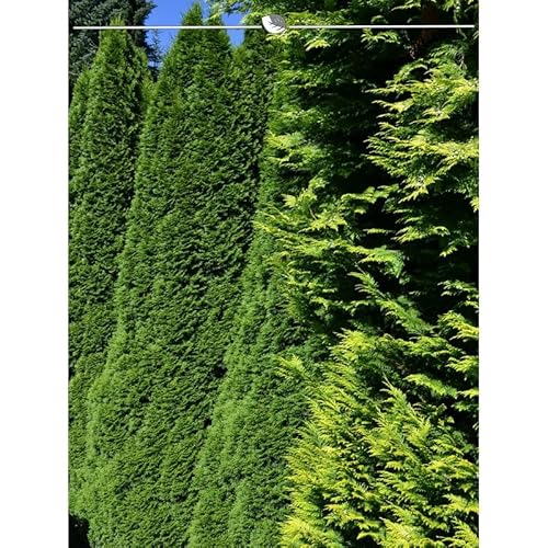 Thuja Smaragd 180-200 cm. 4 Lebensbäume. Immergrün, Winterhart, Sichtschutz von Gardline