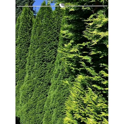Thuja Smaragd 180-200 cm. 5 Lebensbäume. Immergrün, Winterhart, Sichtschutz von Gardline