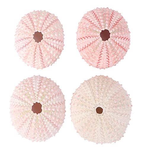 Garneck 4 Stück Natürliche Seeigel Muscheln Für DIY Luftpflanzen Elegante Ananas Pflanztöpfe Dekorative Wohnaccessoires Für Hochzeit Und Zuhause von Garneck
