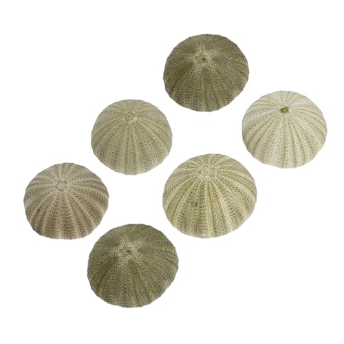 Garneck 6 Stück Natürliche Seeigel Muschelschalen Dekorative Luftpflanzenhalter Handgefertigt Vielseitig für DIY Heimdeko Strandthemen Partygestaltung Garneck 6 Stück Natürliche Seeigel Muschelschalen Dekorative Luftpflanzenhalter Handgefertigt Vielseitig für DIY Heimdeko Strandthemen Partygestaltung von Garneck
