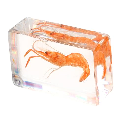 Garneck Resin Garnelenmodell Handgefertigt Wissenschaftliches Kunsthandwerk Robust Leichtgewichtige Dekoration Geschenkidee für Sammlung und Schreibtisch Garneck Resin Garnelenmodell Handgefertigt Wissenschaftliches Kunsthandwerk Robust Leichtgewichtige Dekoration Geschenkidee für Sammlung und Schreibtisch von Garneck
