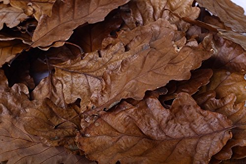 Eichen Laubblätter (braun), 100 Blätter - Garnelen- Wasserschnecken und Krebsfutter von Garnelen Tom