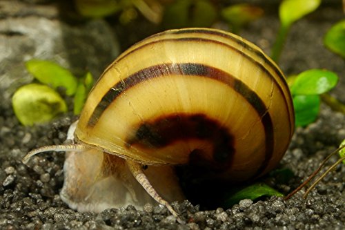 Garnelen Tom Zebra Apfelschnecke - Asolene spixi, 3 Stück - Aus Quarantänehaltung - 100% planarienfrei von Garnelen Tom