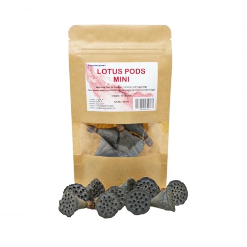Garnelengarten® Lotus Pods Mini | 10 St. - natürliche Deko für Terrarium und Aquarium von Garnelengarten