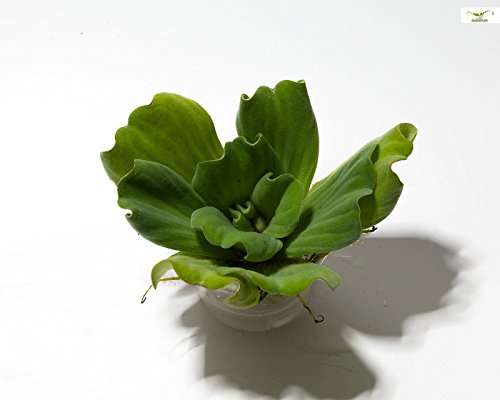 Garnelio - Muschelblume - Pistia stratiotes/Teich Schwimmpflanzen für Gartenteich Teichpflanze von Garnelio Moose & Schwimmpflanzen