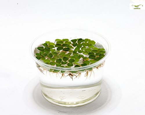 Hübsche Schwimmpflanze für Teich und Aquarium - Büschelfarn NANO - Salvia natans - Garnelio Portion von Garnelio Moose & Schwimmpflanzen