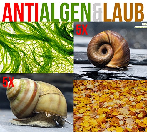 Anti Algen & Laub Reinigungstruppe für den Gartenteich - LEBENDES Teichpflege Team + 1 x NH TOXEX BALL von Garnelio Tiere