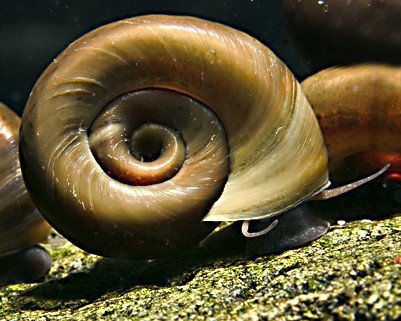 Garnelio - 5x Teich Posthornschnecke - Planorbella duryi duryi von Garnelio Tiere