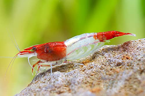 Garnelio Red Rili Garnele - 10 Stück Garnelio Red Rili Garnele - 10 Stück von Garnelio Tiere