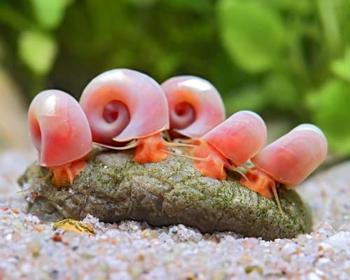 Garnelio - Rosa Posthornschnecke - Planorbella duryi duryi - 5er Gruppe von Garnelio Tiere