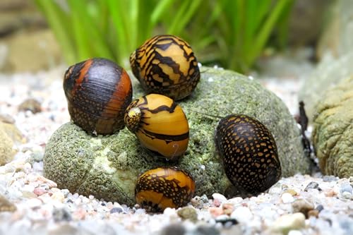 TOP Algenkiller! Batik-Schnecke - Neritina variegata - 5 er Gruppe TOP Algenkiller! Batik-Schnecke - Neritina variegata - 5 er Gruppe von Garnelio Tiere