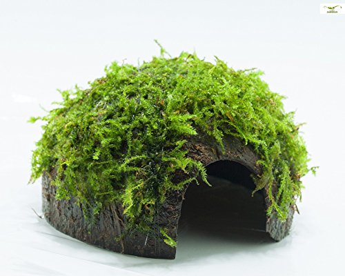 Garnelio - Moos Höhle/Coco Shell - Kokosnuss mit XMAS Aquarienmoos bewachsen/Höhle Aquarium Deko Garnelio - Moos Höhle/Coco Shell - Kokosnuss mit XMAS Aquarienmoos bewachsen/Höhle Aquarium Deko von Garnelio