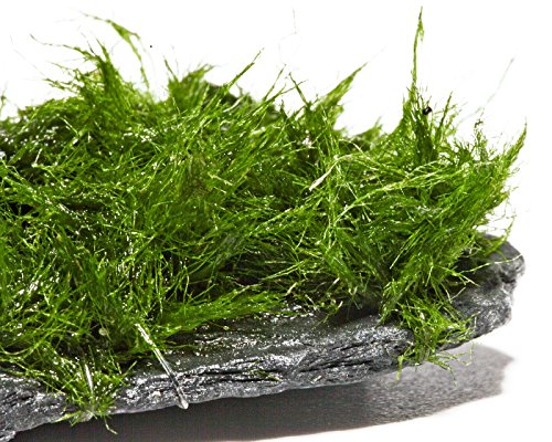Garnelio - Nano ScapeRock - Aegagropila linnaei Garnelio - Nano ScapeRock - Aegagropila linnaei von Garnelio