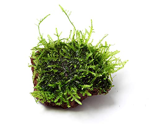 Mini - Lavastein mit Javamoos - Nano Stone mit Javamoos - Taxiphyllum barbieri Mini - Lavastein mit Javamoos - Nano Stone mit Javamoos - Taxiphyllum barbieri von Garnelio