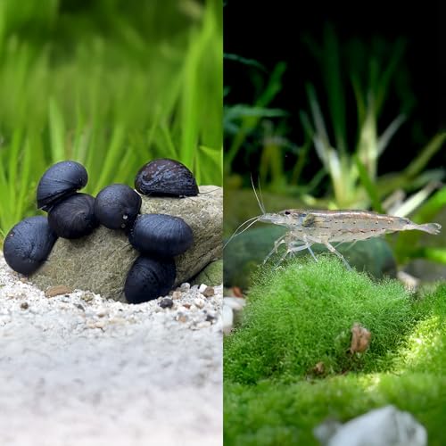 Aquarium Algenfresser Set | 5 Amanogarnelen & 5 Anthrazit-Napfschnecken gegen Algen & Biofilme | Natürliche Reinigung für Aquascapes & Pflanzenaquarien ab 54L | Effektive Algenkontrolle ohne Chemie Aquarium Algenfresser Set | 5 Amanogarnelen & 5 Anthrazit-Napfschnecken gegen Algen & Biofilme | Natürliche Reinigung für Aquascapes & Pflanzenaquarien ab 54L | Effektive Algenkontrolle ohne Chemie von Garnelio
