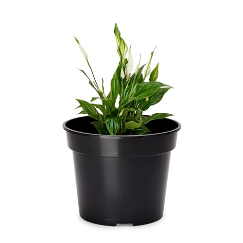 Garronda Blumentopf Kunststoff Pflanztopf rund Kräutertopf Anzuchttöpfe Blumentopf Schwarz für Innen und Aussen 10cm GD-0025 (1 Stück - Schwarz, ⌀ 10cm H=cm) von Garronda